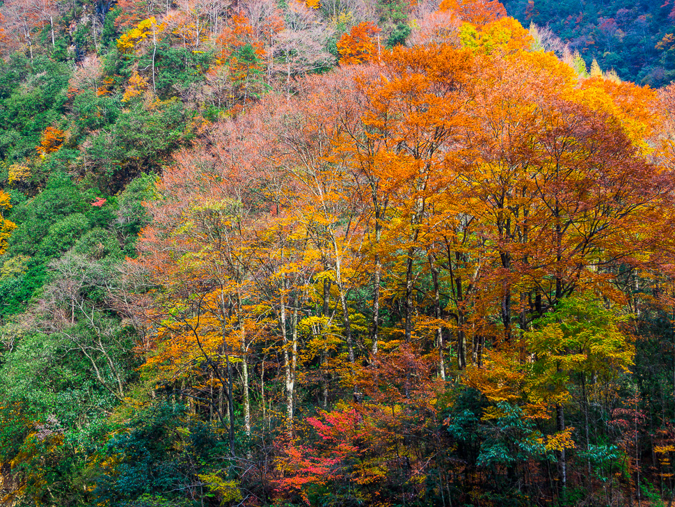 光雾山红叶