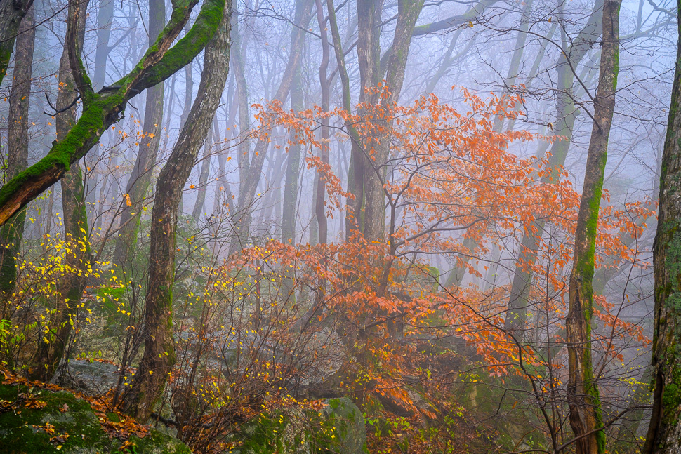 太平森林公园的秋雾
