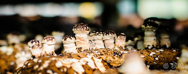 麻连岱菇棚里的香菇